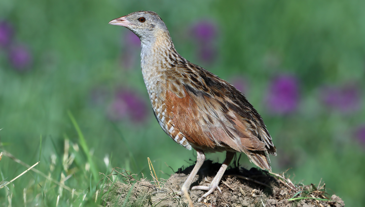 Râle des genêts : une année exceptionnelle en région PACA !